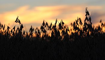 La suba de los aceites vegetales y el petróleo impulsa a la soja y el maíz