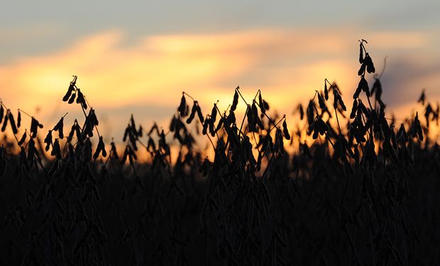 La suba de los aceites vegetales y el petróleo impulsa a la soja y el maíz