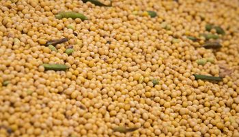 El informe que puede cambiar la tendencia en el precio de la soja y el maíz
