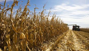USDA de diciembre: los datos destacados para soja, trigo y maíz