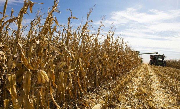 USDA de diciembre: los datos destacados para soja, trigo y maíz