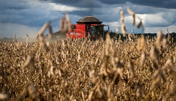Cuánto se paga por la soja y el maíz en Rosario: las lluvias amenazan con retrasar la cosecha