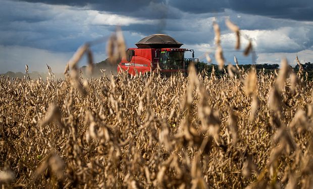 Cuánto se paga por la soja y el maíz en Rosario: las lluvias amenazan con retrasar la cosecha