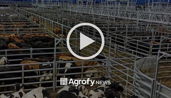 Cañuelas: subas para el precio de la vaca