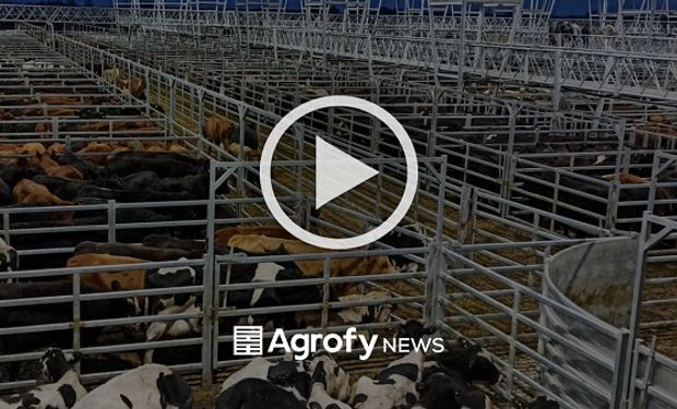 Cañuelas: subas para el precio de la vaca