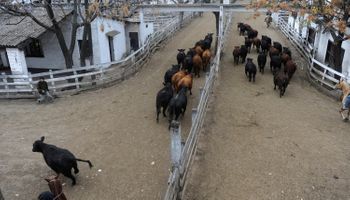 Liniers: la demanda pagó por la calidad y dejó precios destacados