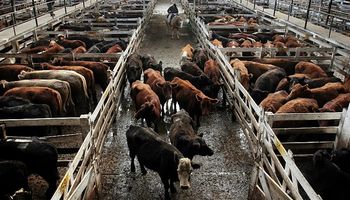 La menor venta de carne al público generó bajas para la hacienda en pie
