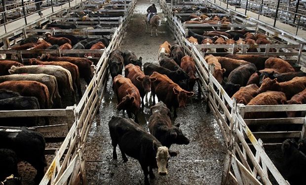 Caída de ventas en góndola, provocaron bajas en los precios de la hacienda en pie.