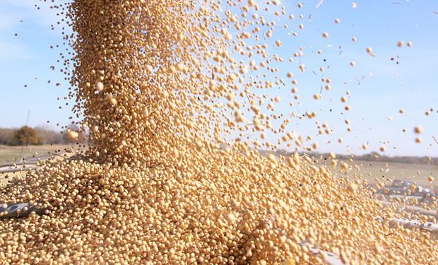 Chicago: el maíz se recupera y la soja tiene una caída