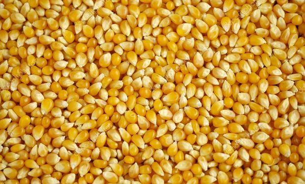 Trigo y maíz: el mensaje que revolucionó al mercado de granos