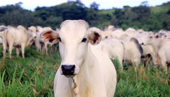 Singapura abre mercado para gelatina e colágeno bovinos do Brasil