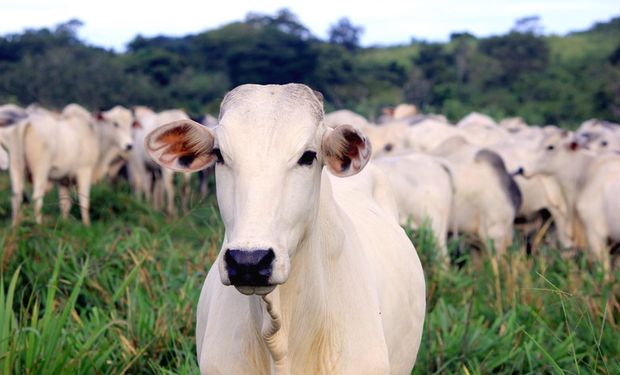 Colágeno bovino é um insumo com diversas propriedades tecnológicas e nutricionais