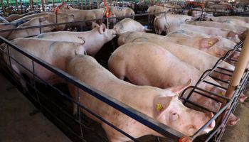 Conflito no Oriente Médio trava mercado de suínos e mantém preços estáveis