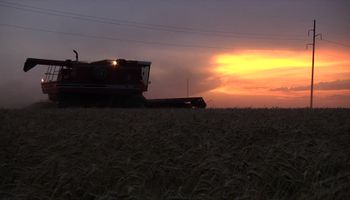 ¿Cuánto podría valer el trigo argentino sin intervención? Las buenas y malas noticias que sigue el mercado