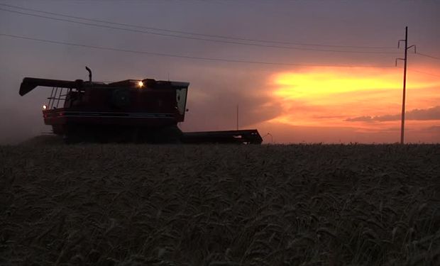 ¿Cuánto podría valer el trigo argentino sin intervención? Las buenas y malas noticias que sigue el mercado