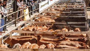 Pasaron 29.326 vacunos por Liniers y hubo interés por lotes livianos de calidad