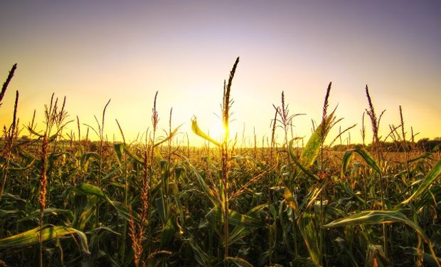 Toma de ganancias en Chicago para soja, trigo y maíz: los cereales lideran las bajas