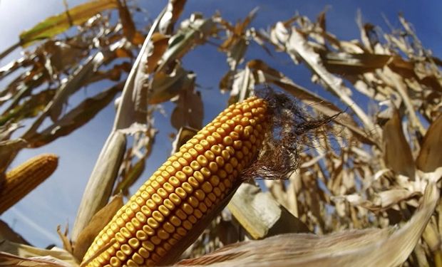 Soja, trigo y maíz: todos los precios de Rosario y lo que se pagaba hace un año
