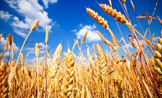 Máximo de dos años para el trigo en Chicago: cómo impactó en los precios locales