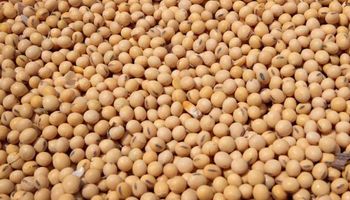 Mercado volátil: nuevas bajas para el precio de la soja, el trigo y el maíz en el mercado de Chicago