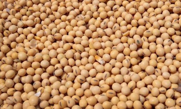 Mercado volátil: nuevas bajas para el precio de la soja, el trigo y el maíz en el mercado de Chicago