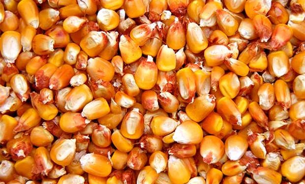 La escasez de suministros llevó al maiz a superar los US$ 300 en Chicago