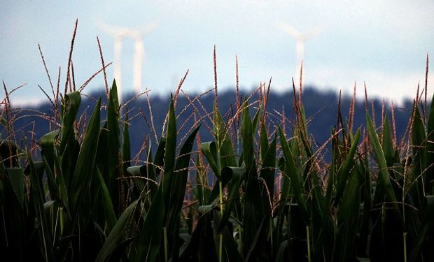 La prohibición de maíz OGM de México sumó un factor negativo al mercado de granos