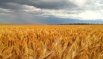 En CBOT el trigo golpeó hoy sus valores mínimos de 6 semanas