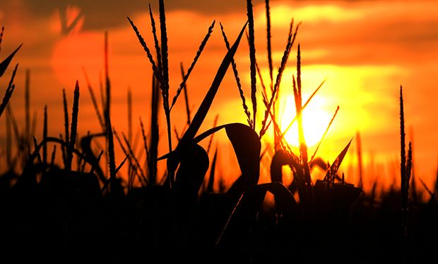 El mercado de commodities agrícolas está bajo riesgo de un "shock" de precios por el Covid-19