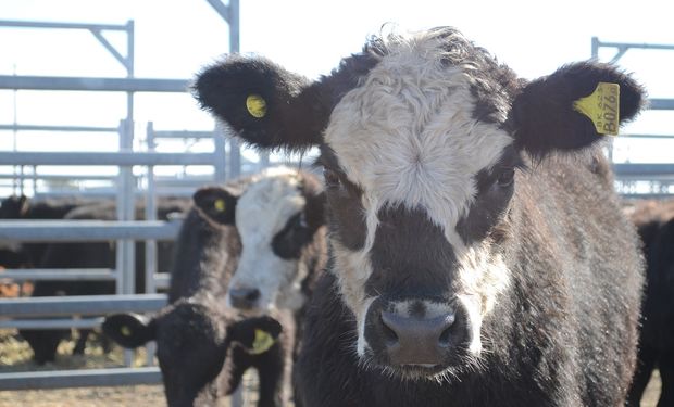 Con poco más de 9 mil animales, el mercado clausuró la actividad de la semana.
