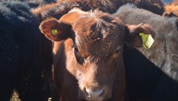 La seca golpea los precios de las vacas