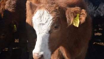 Firme interés por vacas y conjuntos de buena conformación