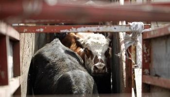 En Uruguay el mercado ganadero se mantiene con mucha firmeza