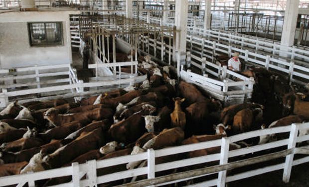 Algunos productores podrían vender hacienda, por venir de zonas inundadas.