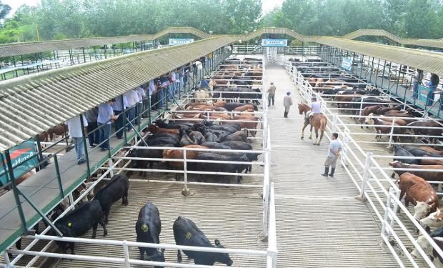 Buena salida en lotes de vacas de consumo.