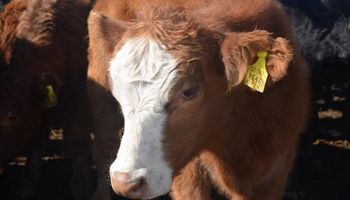 Precios destacados en vacas y toros
