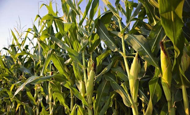 Soja, trigo y maíz: qué pasó con los precios en 2020 y los factores que mira el mercado