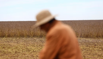 El precio de la soja llegó a los $310.000, pero el maíz subió más y se lleva el grueso de las ventas: los dos grandes temas que impactan en el mercado