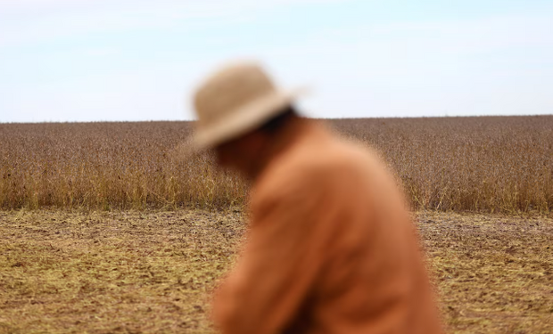 El precio de la soja llegó a los $310.000, pero el maíz subió más y se lleva el grueso de las ventas: los dos grandes temas que impactan en el mercado