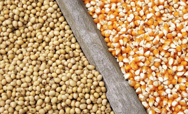 La semana arrancó con subas para soja, trigo y maíz en Chicago y Rosario