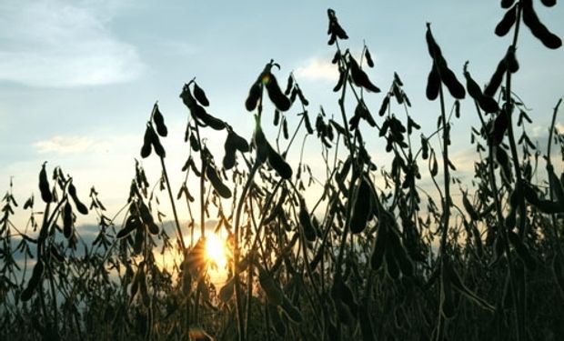 Los granos gruesos se afirmaron ante las preocupaciones por el pronóstico que indica clima seco en algunas áreas del Medio Oeste.