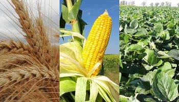 Mercado "divorciado" para el trigo, "patético" para el maíz y "optimista" para la soja