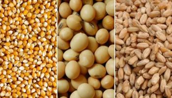 Cómo impactó el USDA sobre los precios del mercado de granos local e internacional