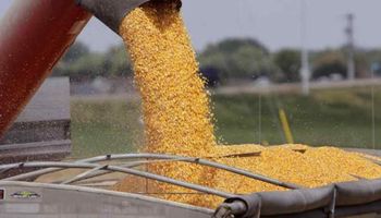 Soja, trigo y maíz: con los precios actuales, ¿conviene vender, cubrir o esperar?