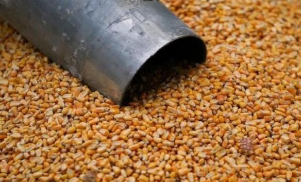 Soja, trigo y maíz, con bajas en Chicago: cuánto se pagó en Rosario