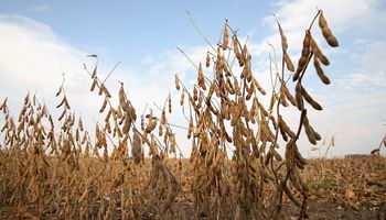 Máximo en más de un mes para la soja en Chicago: los cereales acompañan la tendencia positiva