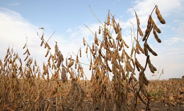 Máximo en más de un mes para la soja en Chicago: los cereales acompañan la tendencia positiva