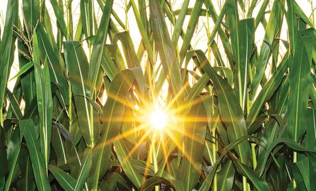 Soja, trigo y maíz, con tendencia entre estable y alcista: los factores que sigue el mercado