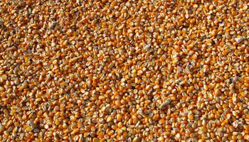 La semana de Chicago cerró con bajas para trigo y maíz: qué precios se negociaron en Rosario
