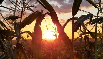 La sequía en múltiples países productores impulsa al precio de la soja, el trigo y el maíz